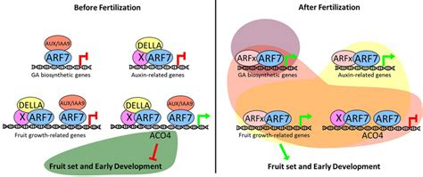 Proposed Model Of The Crosstalk Between Auxin And Ga Signalling