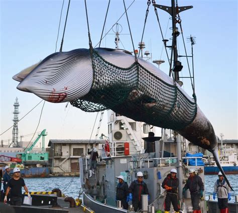 Is Commercial Whaling Necessary History Facts And Myth Of Whaling