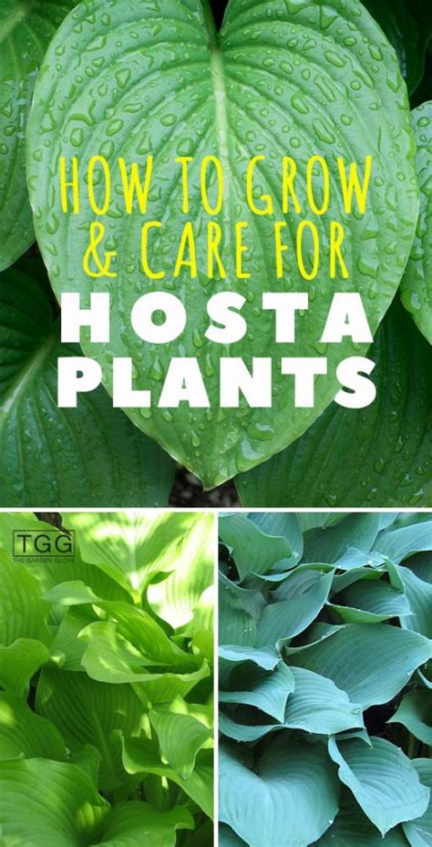 How To Grow And Care For Hosta Plants The Garden Glove