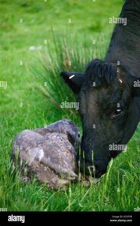 Welsh Black Cow Just Having Given Birth To A Cross Bred Charolais Calf