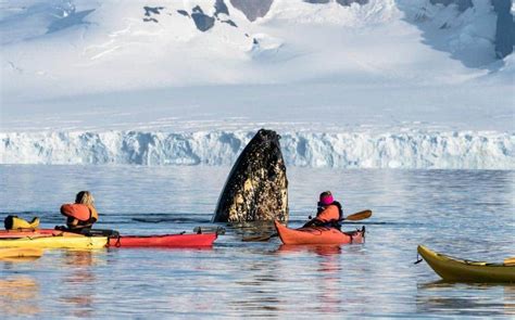 Awesome Things To Do In Antarctica Guide Nomadasaurus