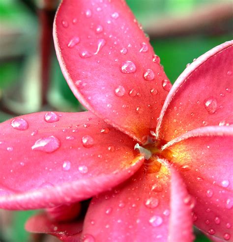 Brazilian Flowers - Beautiful Insanity