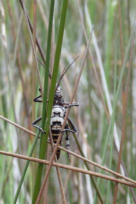 Mississippi Bugs Flickr