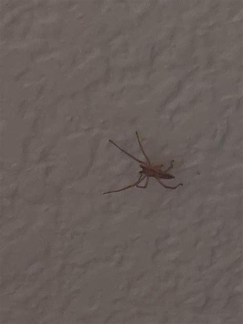 Common house spider? : r/whatsthisbug