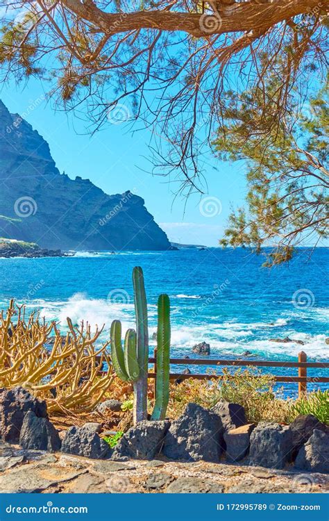 Small Garden With Native Plants On The Coast In Tenerife Stock Image