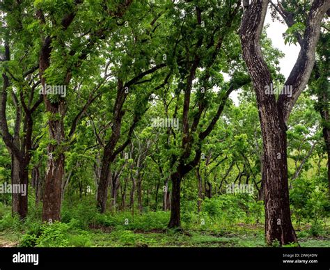 Mahogany Tree Swietenia Macrophylla Forest In Gunung Kidul Yogyakarta