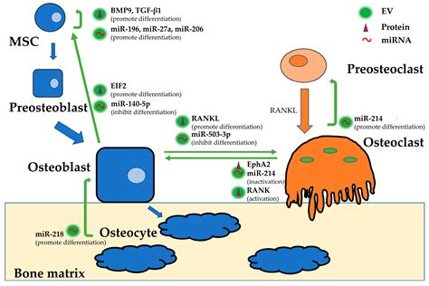 Imaging Of Extracellular Vesicles Derived From Human Bone Marrow Mesen