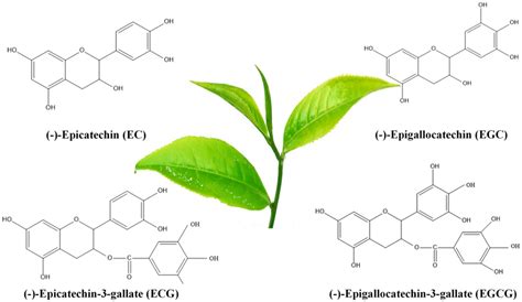 Structures Of The Primary Catechins Found In Tea Ec Egc Ecg And