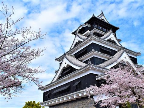 熊本城の桜が満開 震災に負けず800本が咲き誇る 熊本経済新聞