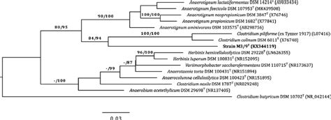 Phylogenetic Analysis Of The 16S RRNA Gene Sequence Of Strain M3 9 T