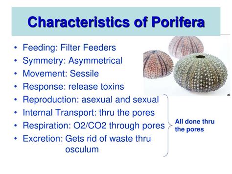 Examples Of Phylum Porifera