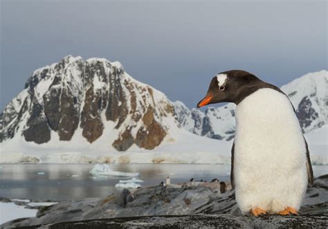 217 Top Antarctica Wildlife Viewing Trips 2025-2026