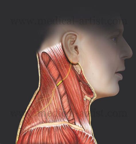 this is what the cranial nerve IX affects. Cranial Nerves, Study Help, Neurology, Medical, Neck ...