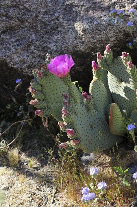 Desert Bloom Series Beavertail Cactus Opuntia Basilaris Stock Photo