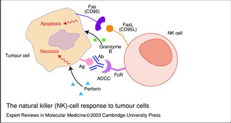 The Natural Killer Nk Cell Response To Tumour Cells Nk Cells Kill