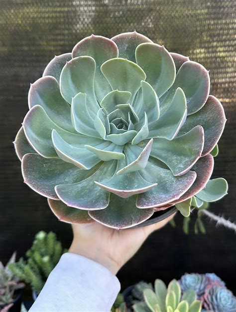 Echeveria Secunda Vivero Sol Y Luna