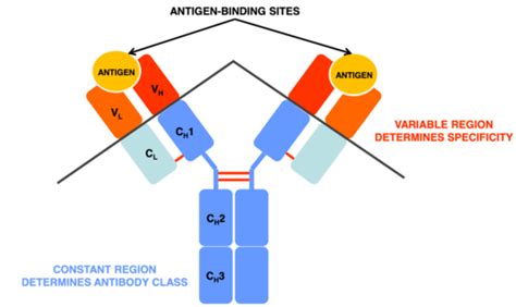 Antibody Structure And Function Flashcards Quizlet