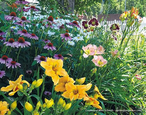 How To Grow Great Daylilies Garden Gate