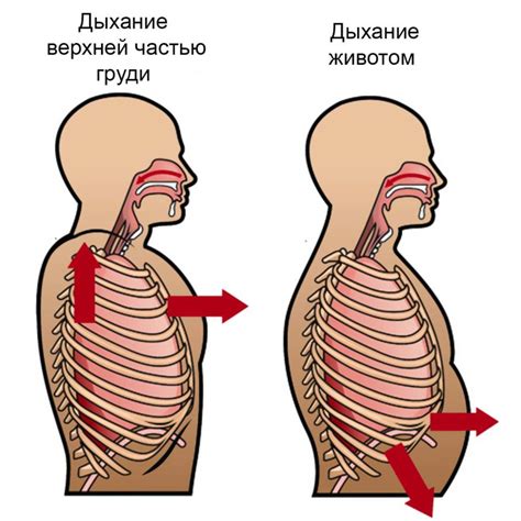 Как правильно дышать? Описание техники дыхания диафрагмой и животом ...