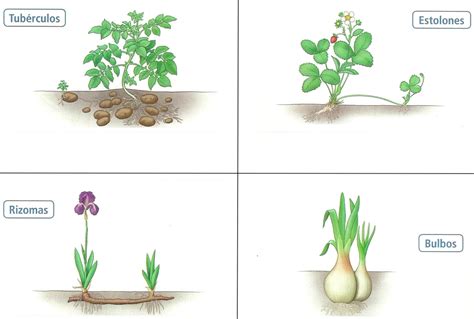 Ciclo Reproductivo De Las Plantas Dinami