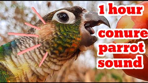 Conure Parrot Bird Sound 1Hour Green Cheek Conure Parrot Bird Shout