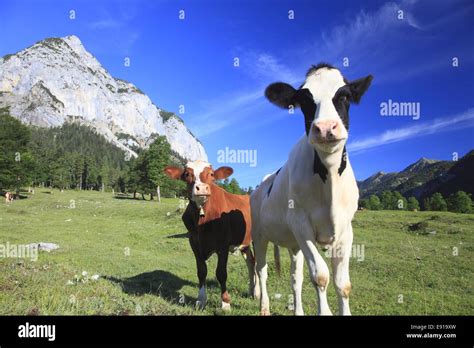 Vacas Graciosas Fotografías E Imágenes De Alta Resolución Alamy