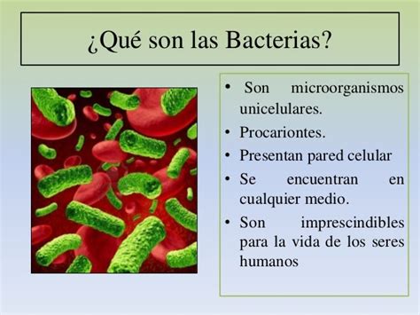 Que Son Bacterias