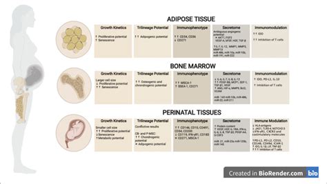 Biological Properties Of Tissue Derived Mscs Mscs Can Be Isolated