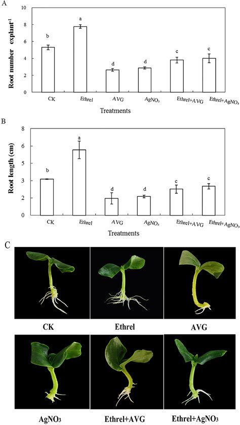 Proteomic analysis reveals key proteins involved in ethylene-induced ... 