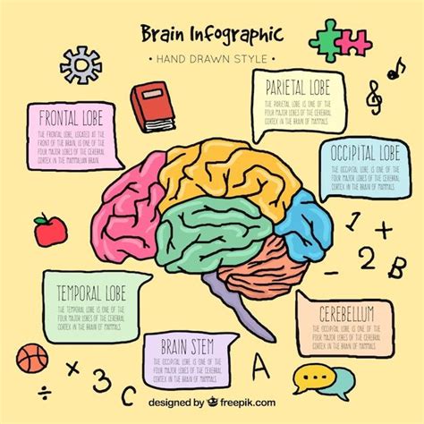 Plantilla infográfica de cerebro colorida dibujada a mano Vector