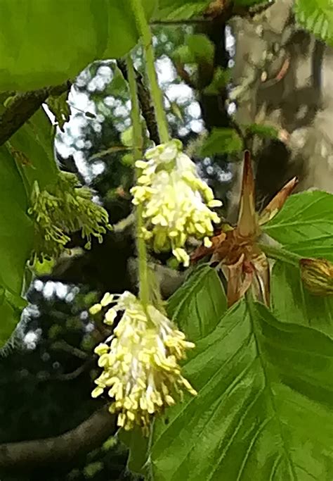 Les Fleurs De Bach Fleurs De Bach Sophrologie