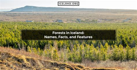 Forests In Iceland Names Facts And Features