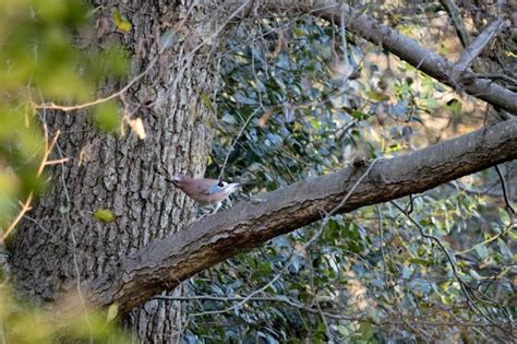 Inquisitivo Y Alerta Eurasia Jay Garrulus Glandarius Encaramado En Un