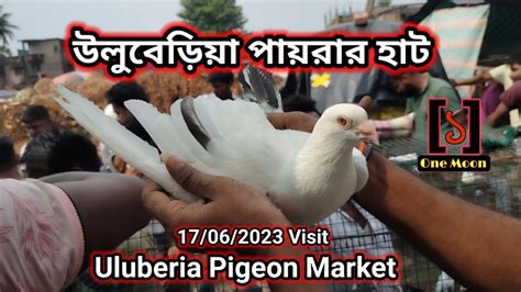 Uluberia Pet Market Current Exotic Pigeon S Price Update At Uluberia