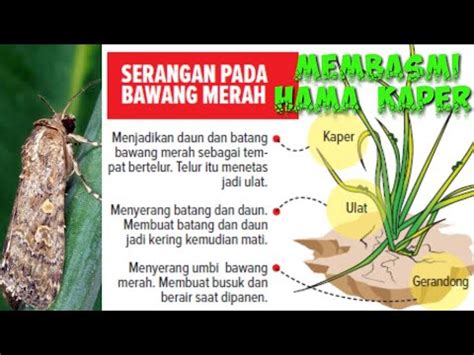 Cara Membasmi Kaper Untuk Mencegah Ulat Grayak Pada Bawang Merah Youtube