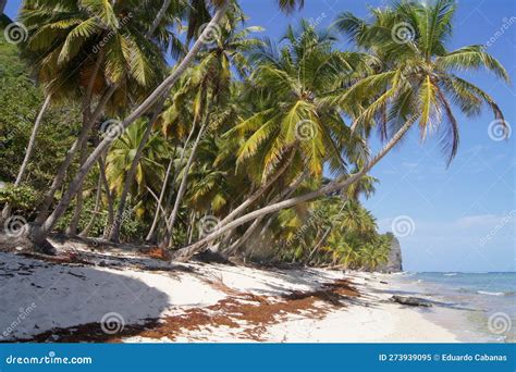 Playa Front N In The Samana Peninsula Dominican Republic Stock Image