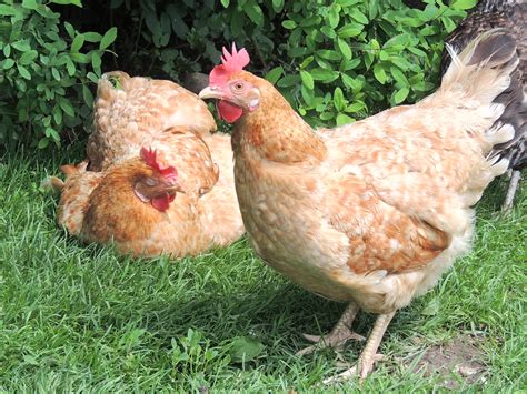 Hybrid For Sale Chickens Breed Information Omlet