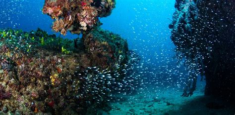 The Ningaloo Reef | Dive Ningaloo