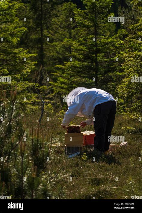 La Vida Cotidiana De Un Apicultor Los Apicultores Inspeccionan El Panal