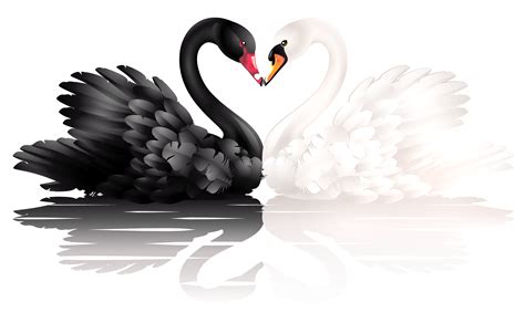 White And Black Swans With Heart Shape Clipart Swan Tattoo Swan