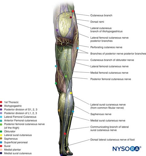 Cutaneous Nerve Blocks Of The Lower Extremity Nysora