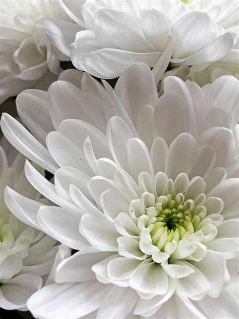 Махровые хризантемы🤍 | Flowers bouquet, Flowers, Bouquet