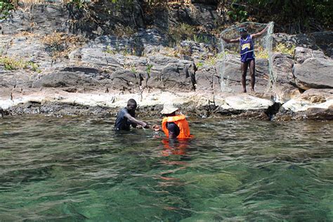 Exploring the aquarium fish of Lake Malawi - UWM REPORT