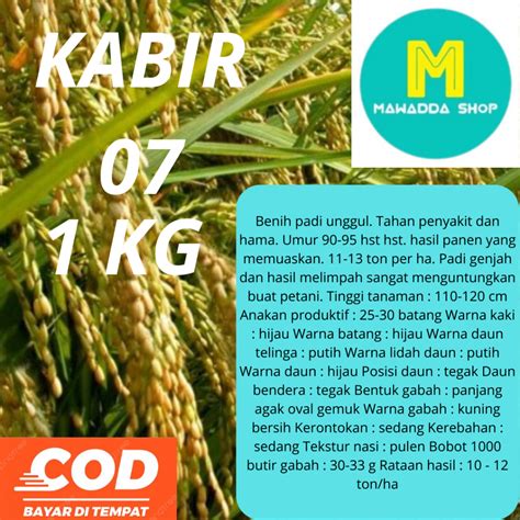 Jual Benih Padi Unggul Kabir Kg Shopee Indonesia