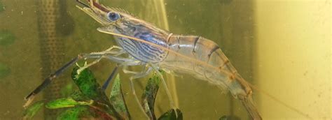 Freshwater Prawns Juvenile Prawns