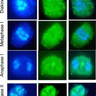 Intracellular Localization Of Nt Topo II By Immunostaining And