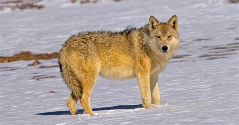 Himalayan Wolf Conservation: Challenges and Initiatives - IAS GYAN