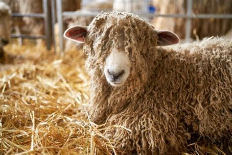 12 Popular Types of Sheep Breeds (with Pictures) | Pet Keen