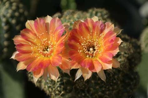 26 Best Flowering Cactus Plants To Add To Your Garden