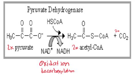 Pyruvate Dehydrogenase And Krebs Flashcards Quizlet